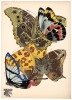 Papillons: Vingt planches en phototypie colori&eacute;es au patron donnant 81 papillons et 16 compositions d&eacute;coratives - 8