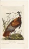 The Birds of America, from Drawings Made in the United States and Their Territories - 2