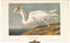 The Birds of America, from Drawings Made in the United States and Their Territories - 3