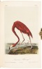 The Birds of America, from Drawings Made in the United States and Their Territories - 4