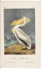 The Birds of America, from Drawings Made in the United States and Their Territories - 5