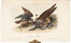 The Birds of America, from Drawings Made in the United States and Their Territories - 6