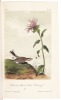 The Birds of America, from Drawings Made in the United States and Their Territories - 8