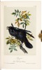 The Birds of America, from Drawings Made in the United States and Their Territories - 9