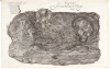 Dissertatione de Generatione Fungorum - 5