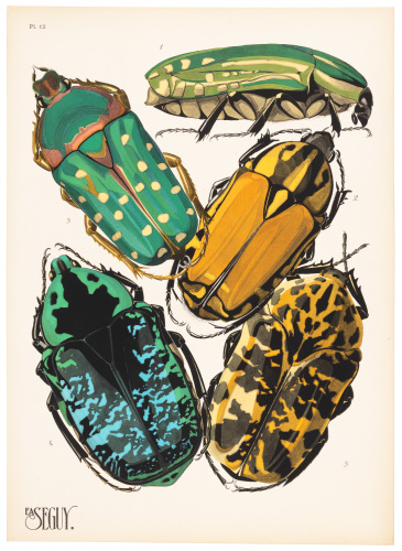 Insectes, vingt planches en phototypie colori&eacute;es au patron donnant quatre-vingts insectes et seize compositions d&eacute;coratives