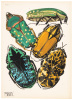 Insectes, vingt planches en phototypie colori&eacute;es au patron donnant quatre-vingts insectes et seize compositions d&eacute;coratives
