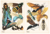Insectes, vingt planches en phototypie colori&eacute;es au patron donnant quatre-vingts insectes et seize compositions d&eacute;coratives - 3