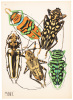 Insectes, vingt planches en phototypie colori&eacute;es au patron donnant quatre-vingts insectes et seize compositions d&eacute;coratives - 4