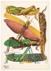 Insectes, vingt planches en phototypie colori&eacute;es au patron donnant quatre-vingts insectes et seize compositions d&eacute;coratives - 6
