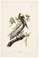 Brown Pelican - Adult Male