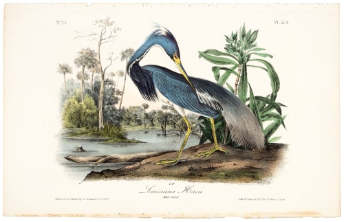 Louisiana Heron
