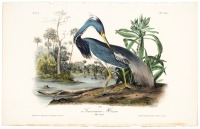 Louisiana Heron
