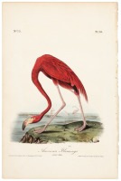 American Flamingo - Adult Male