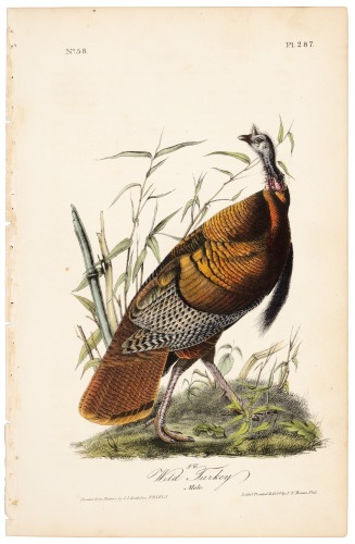 Wild Turkey - Male