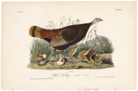 Wild Turkey - Female & Young