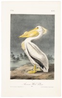 American White Pelican - Male