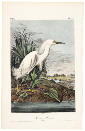 Snowy Heron