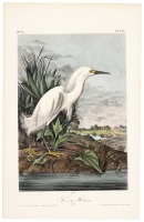 Snowy Heron