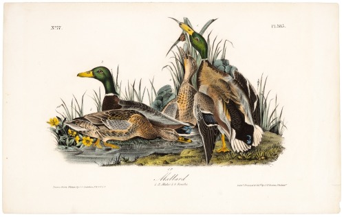 Mallard