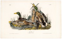 Mallard