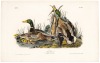 Mallard