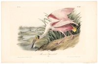 Roseate Spoonbill (Male)