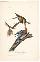 Passenger Pigeon