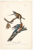 Passenger Pigeon