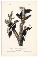 Ivory-Billed Woodpecker