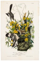 Common Mocking Bird