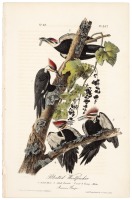 Pileated Woodpecker