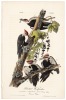 Pileated Woodpecker