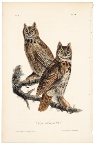 Great Horned Owl