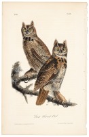 Great Horned Owl