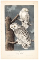 The Snowy Owl