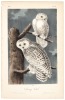 The Snowy Owl
