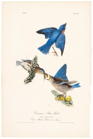 Common Blue Bird