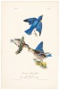 Common Blue Bird
