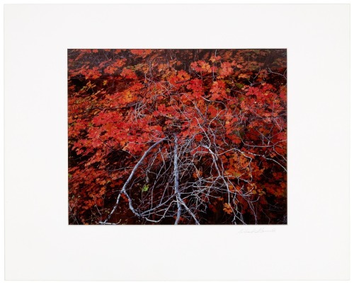 Branches and Maple