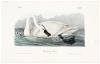 Trumpeter Swan