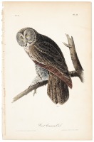 Great Cinereous Owl