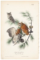 Little Screech Owl