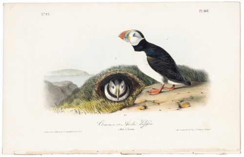 Common Arctic Puffin