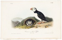 Common Arctic Puffin