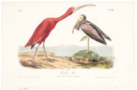 Scarlet Ibis: 1. Adult Male 2. Young second Autumn