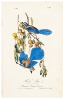 Florida Jay