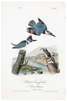 Belted Kingfisher