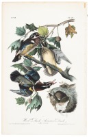 Wood Duck. Summer Duck