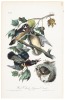 Wood Duck. Summer Duck